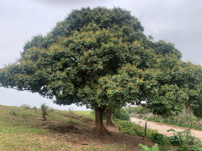 du lịch hưng yên