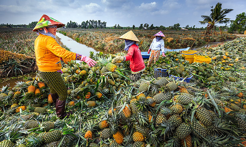 du lịch hậu giang