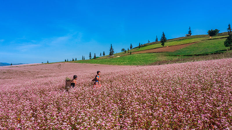 du lịch lào cai