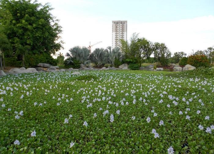 công viên thành phố mới bình dương