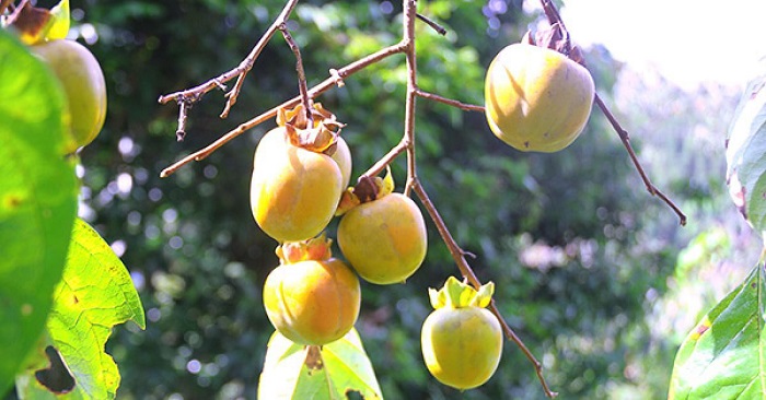 du lịch Lạng Sơn