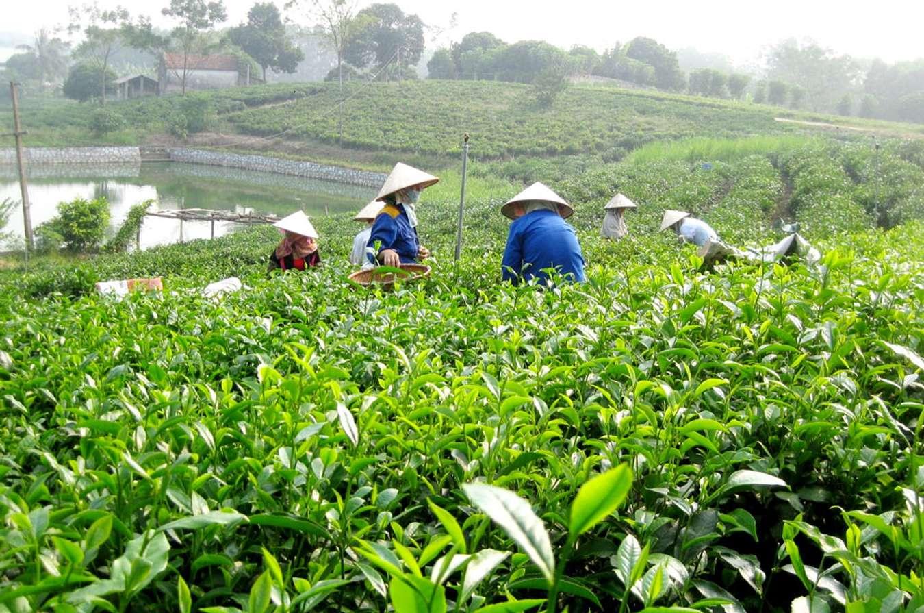 hang phượng hoàng