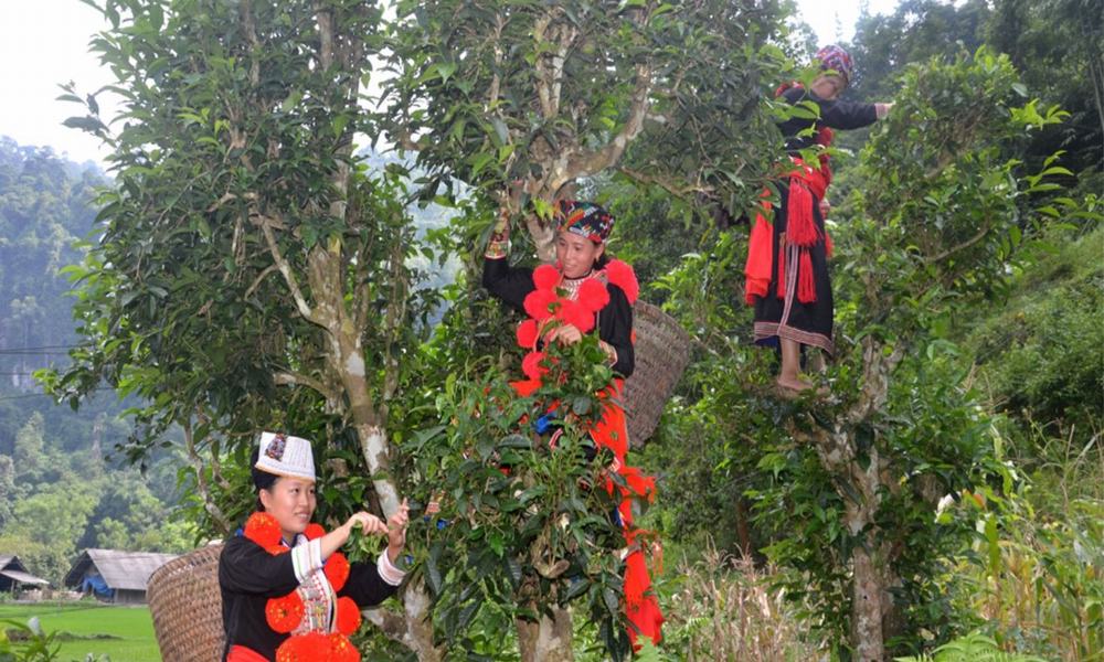 du lịch Tuyên Quang