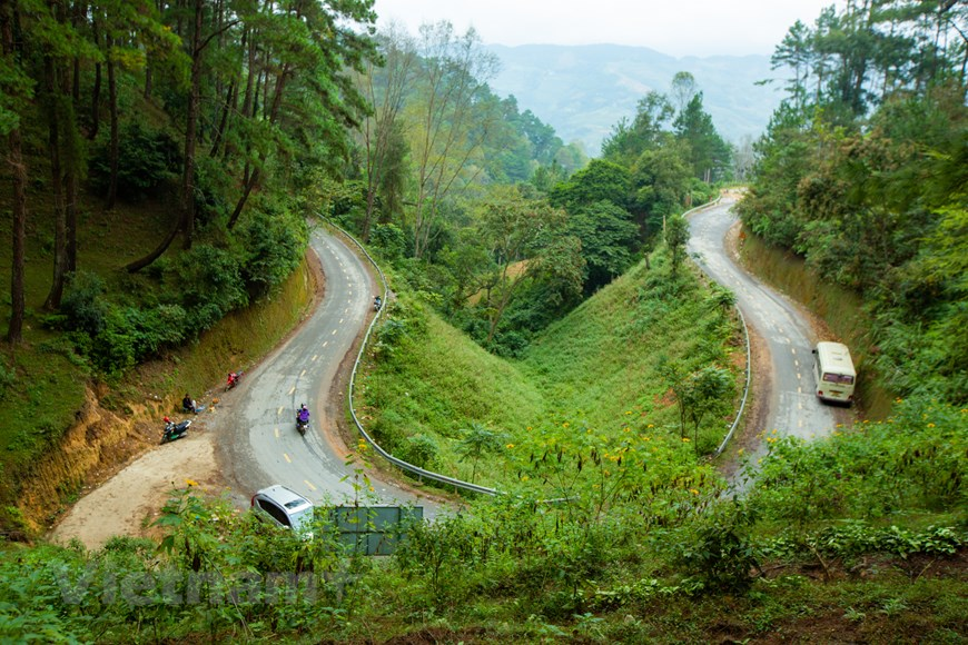 rừng thông yên minh